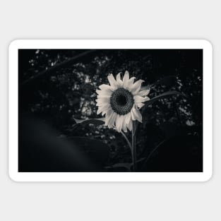 Sunflower in the Dark. Black and White Photograph Sticker